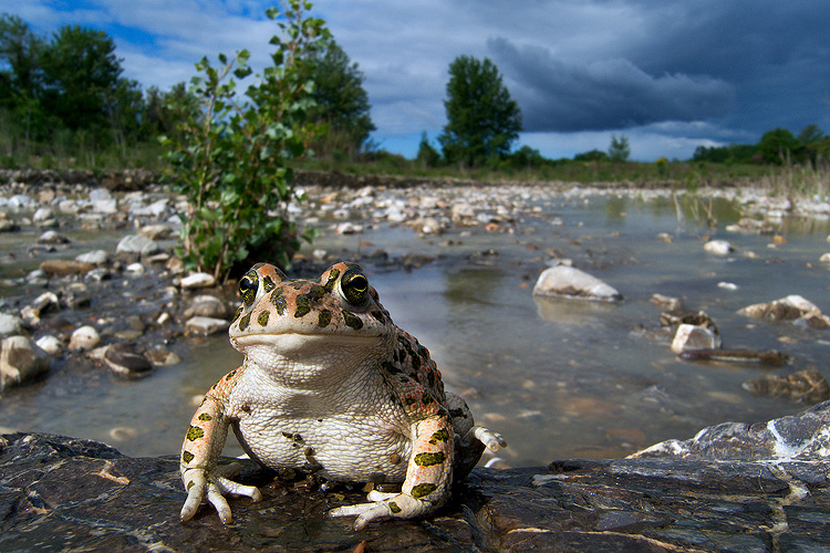 Bufo viridis? - Bufotes balearicus